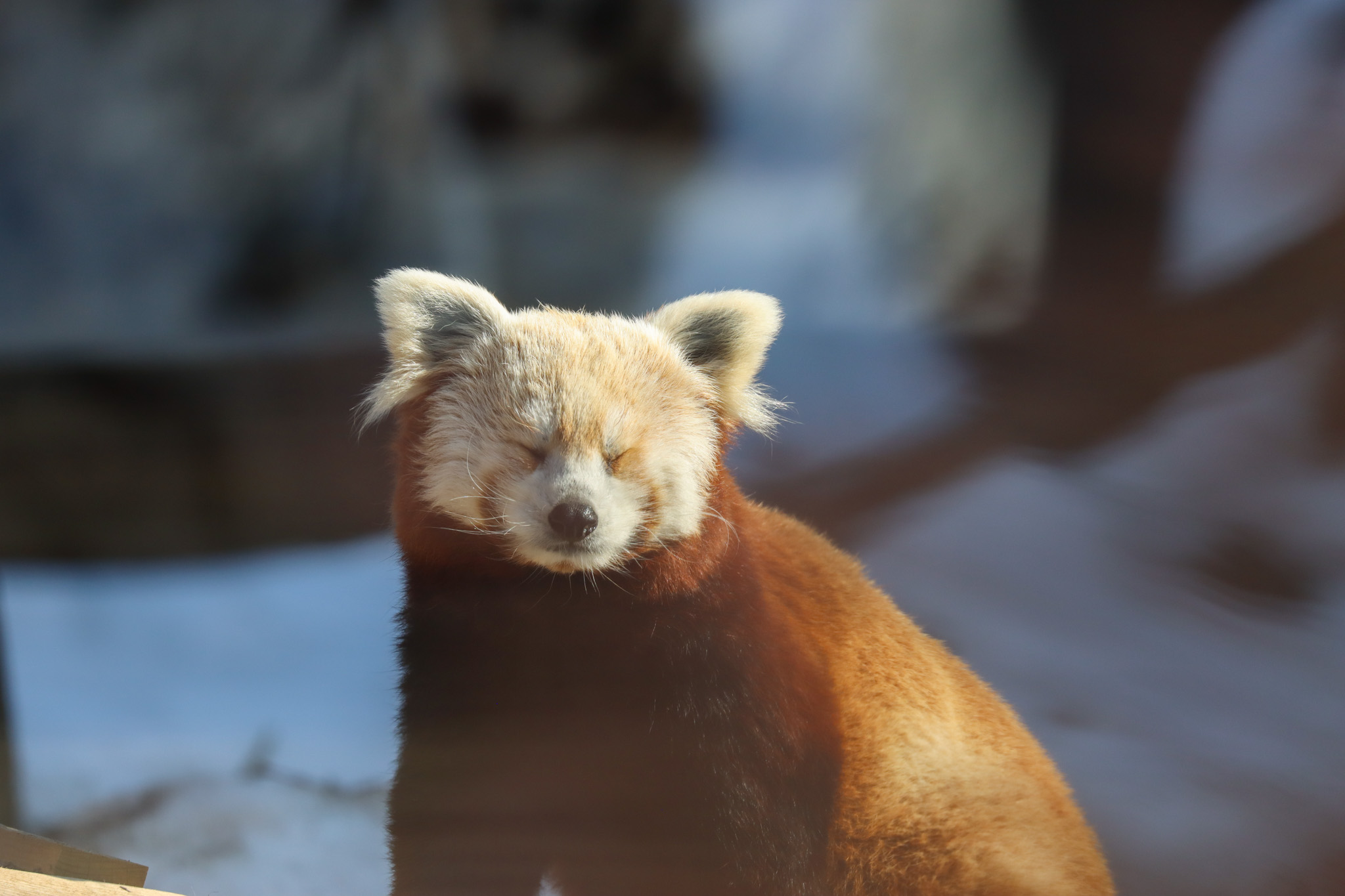 red panda squinting into the sun