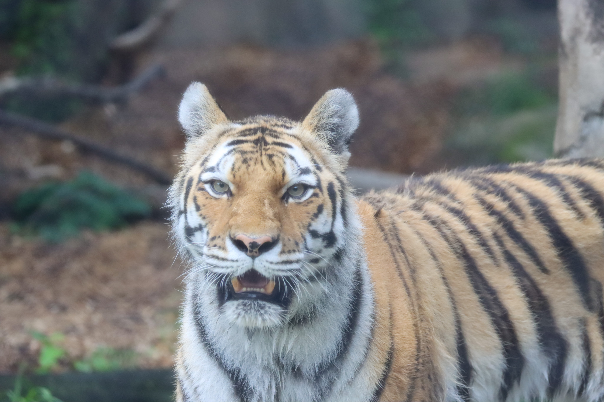 tiger with mouth open