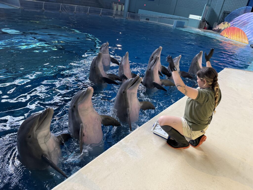 woman training a group of dolphins in pool
