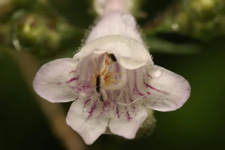 white flower with purple stripes