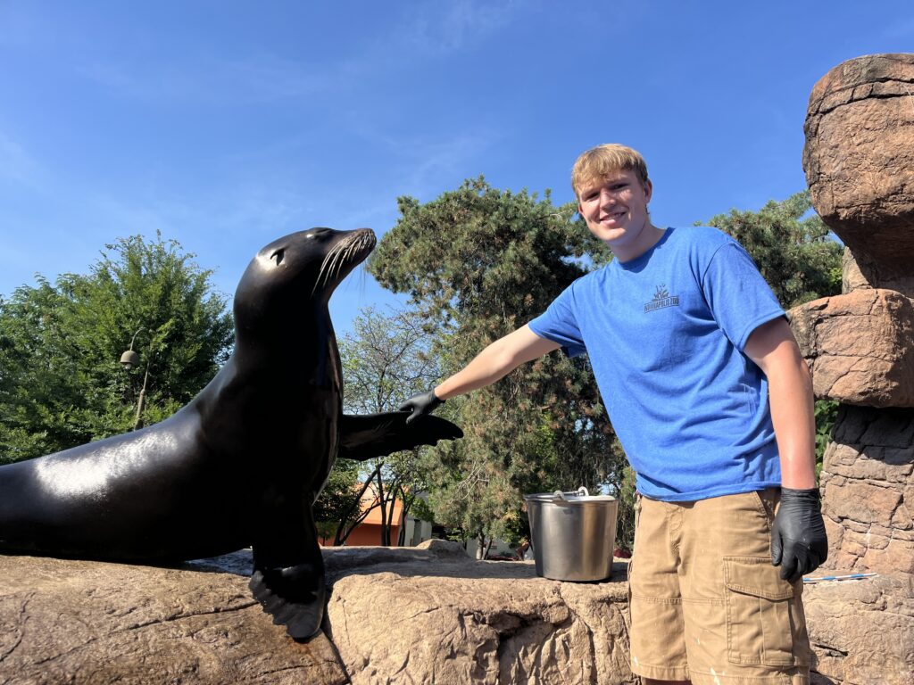 sea lion and zoo intern